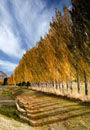 Autumnal Poplars